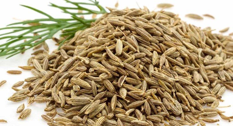 Cumin Farming