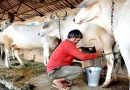 मुंबई में महंगाई की मार, अब तबेले का दूध 9 रुपये होगा महंगा, 109 रुपये लीटर मिलेगा