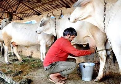 मुंबई में महंगाई की मार, अब तबेले का दूध 9 रुपये होगा महंगा, 109 रुपये लीटर मिलेगा