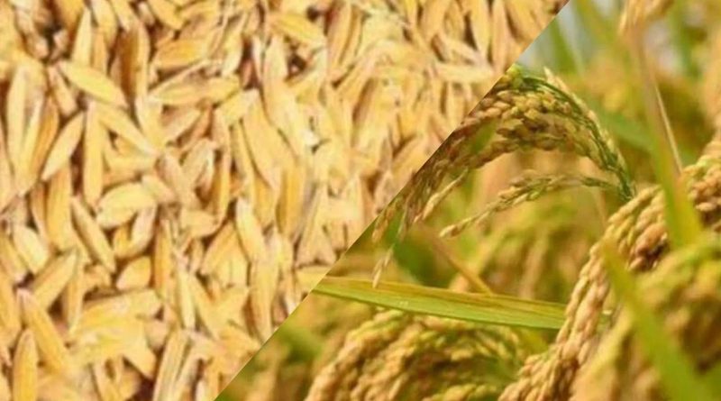 धान गेहूं